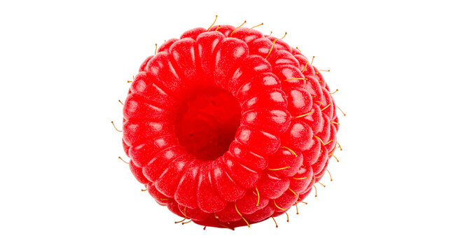 A single ripe raspberry with a hollow center on a black background is shown in a close up shot