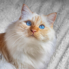 Blue-eyed Birman cat sitting on a white blanket and looking innocent