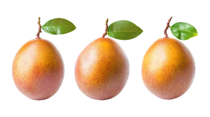 Pack of Sapodilla set Against Transparent Background for Tropical Fruit Branding, Healthy Snack Promotion, or Exotic Fruit Design Projects