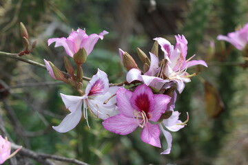 Bloom of Bauhinia variegata. It is also known as mountain ebony or orchid tree