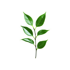 Lush Green Sprig with Vibrant Leaves Isolated on Transparent background