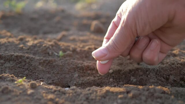 Close up of farmer hand planting seeds in soil, sowing process of maize or bean seeds in plowed field. New life concept, agriculture and farming. Hobby of organic vegetable growing