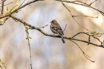Eurasian Chaffinch Male (Fringilla Coelebs) on branch.