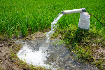 Irrigation of rice fields using pump wells with the technique of pumping water from the ground to...