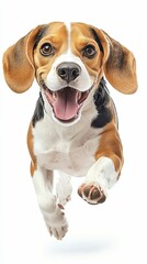 Happy beagle dog running joyfully with playful expression in studio