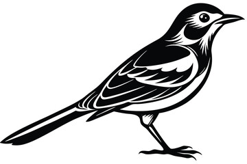 Isolated Bird Standing with Intricate Black and White Design