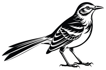 Mockingbird Illustration, Black and White Art, Isolated on White Background