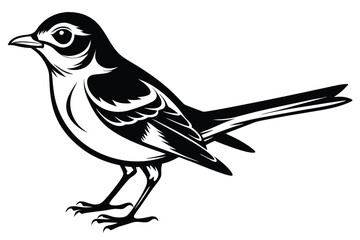 Silhouette Wagtail Bird Isolated 