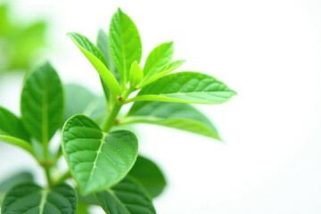 Obraz premium Delicate green plant with intricate leaves isolated on white background, foliage, plant, botany