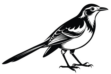 Isolated Black and White Magpie Robin on White Background