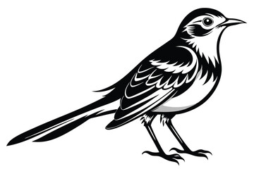 Isolated Wagtail Bird in Black and White