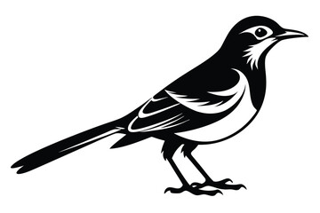 Elegant Black and White Bird