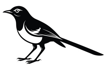 Striking Black and White Magpie Bird with Detailed Feather Markings