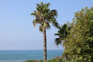 Fototapete Landschaft am Meer mit Palmen in der Türkei im Sommer © contadora1999