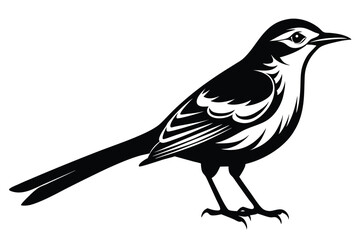 Isolated Northern Mockingbird in Black Silhouette