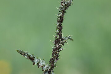 a plant infested by black aphid bugs (Aphis fabae), also known as black bean aphid