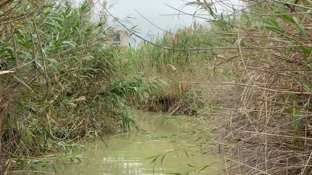 Narrow water canal through dense reed marshes