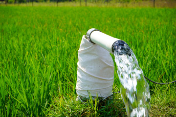 Irrigation of rice fields using pump wells with the technique of pumping water from the ground to...