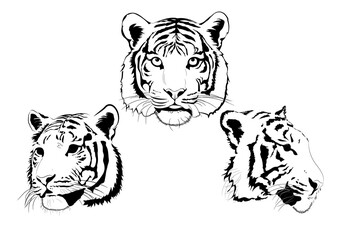 set tiger head illustration 