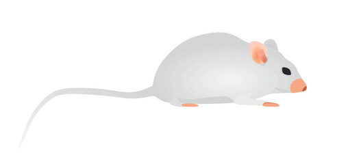 Grey  mouse isolated. vector illustration