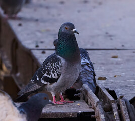 pigeon on the fence