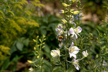bee pollinating flowers