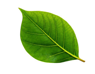 Obraz premium Vibrant green leaf isolated on white. Detailed vein structure showcases natures intricate design. Perfect for ecofriendly, natural, and botanical themes.