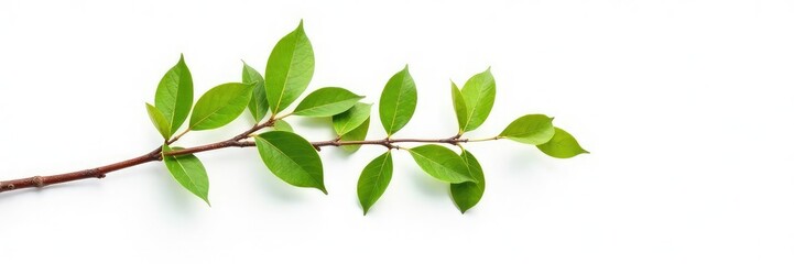 Fototapeta premium Single isolated tree branch on a white background, white background, isolation