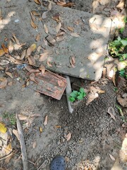 fallen autumn leaves