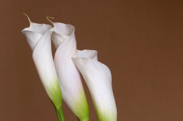 Calla lily flowers close up