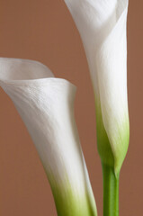 Calla lily flower close up