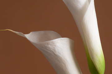 Calla lily flowers close up