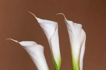 Calla lily flowers closeup