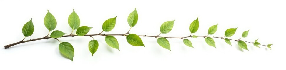 Fototapeta premium A few isolated branches with leaves on white background, foliage, isolated branches, forest elements
