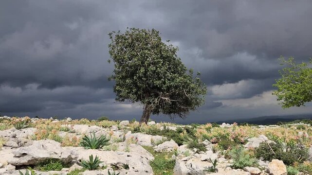 There is another tree on the slopes of the Taurus Mountains that endures the scorching summers as steadfastly as the humble carob tree, but it does not bear edible fruit like it.