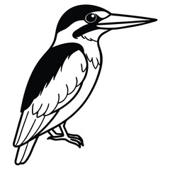 black crowned night heron isolated