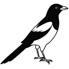 Obraz premium crow on a white background