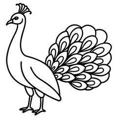 peacock vector illustration
