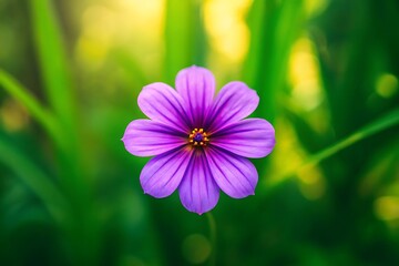 Fototapeta premium A vibrant purple flower blossoms in a lush green meadow bathed in soft sunlight.