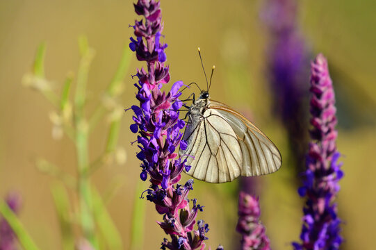 Macro Shot of Violet Salvia nemorosa Flowers with Black-Veined White Butterfly Aporia crataegi in Summer Meadow