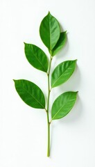 Obraz premium Single green eucalyptus leaf on white background, flora, plant, natural