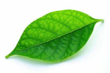 Fototapeta premium Delicate green leaf isolated on white background, botanical, simplicity