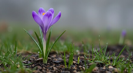A solitary purple crocus bravely blooms in the early spring mist, showcasing delicate petals and vibrant color against a softly blurred green grass background.