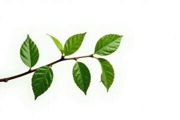 A long branch with leaves isolated against a bright white background, light, single element