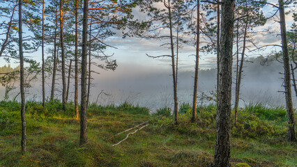 Morning fog at swamp lake on a summer morning