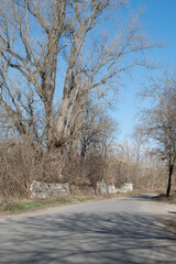 Empty rural road at sunny day