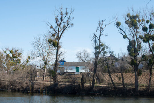 A rural house behaind the trees on a lake shore