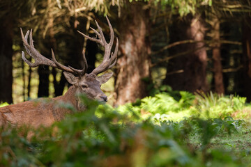 Cerf avec bois majestueux, rois de la forêt