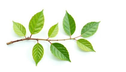 Obraz premium Single isolated branch with leaves and twigs on white background, branchy, texture