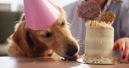 Dog, birthday cake and person in home, eating and present with celebration, growth and party in living room. Animal, pet and labrador with dessert, nutrition or diet with event for milestone in house